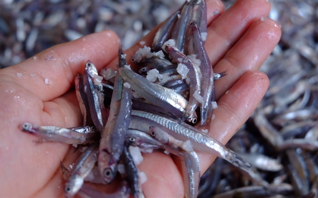 SALTY: Anchovy and salt are mixed for the fish sauce. Salt and fish are fermented from 14 to 18 months. Photo courtesy of Nhat Huy