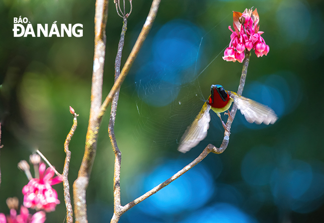 Hoa đào chuông nở thu hút các loài chim hút mật.           