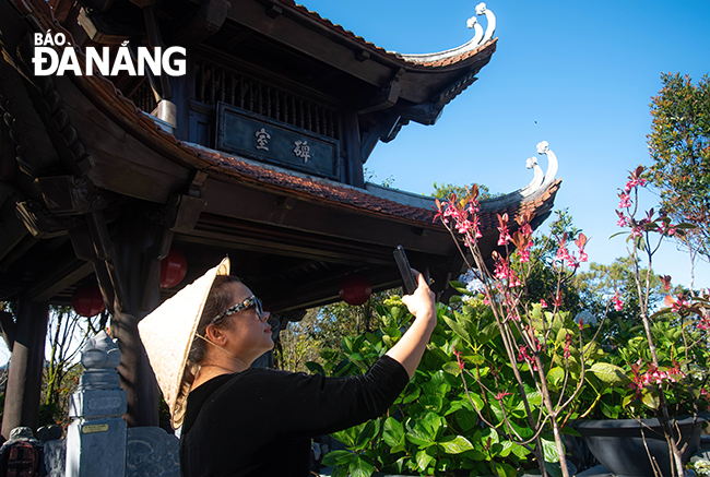 Hoa đào chuông trên đỉnh Bà Nà luôn thu hút du khách chụp hình kỷ niệm.