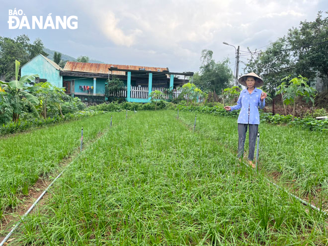 Việc cải tạo đất thành công đã góp phần hồi sinh nghề trồng kiệu hương ở thôn Thạch Nham Đông, xã Hòa Nhơn. Ảnh: K.H