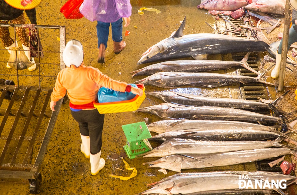 A wide range of large-sized fish are being sold