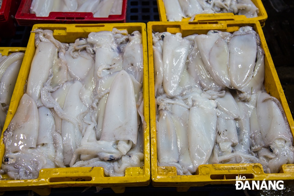 Squid is sold with prices ranging from VND100,000 - VND350,000/kg.