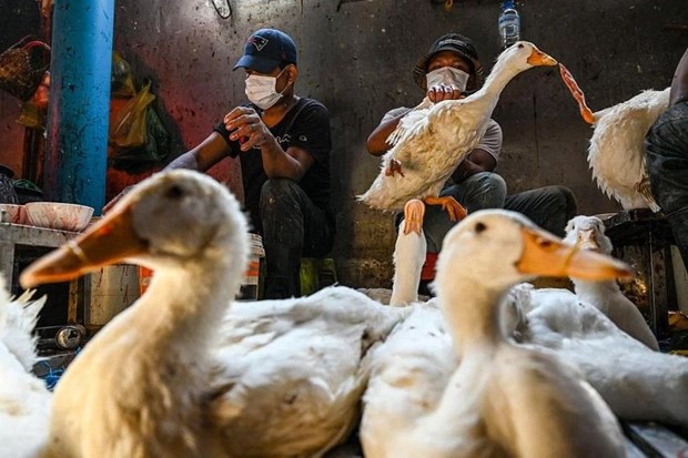 According to WHO, the H5N1 infection situation in Cambodia is worrying because of the virus’s rapid spread among birds and the infections detected in mammals and humans. (Photo: AFP)