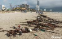 Kịp thời thu gom rác thải nhựa đại dương tấp vào bãi biển