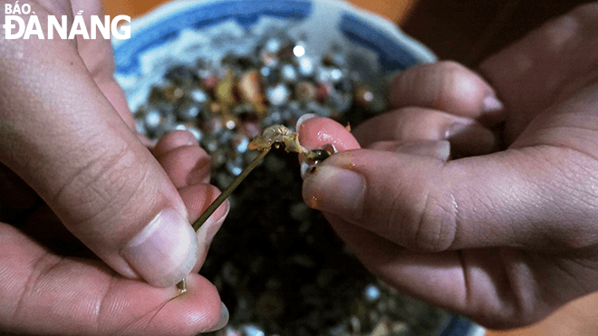 Snails need to be picked out with a special tool, usually a pomelo thorn.