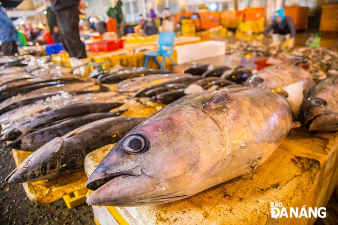 In addition, if tourists want to experience the feeling of picking up fresh seafood with their own hands, they can go to Tho Quang fish market in Son Tra District.