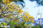 Mùa hoa vàng lim xẹt ở bán đảo Sơn Trà
