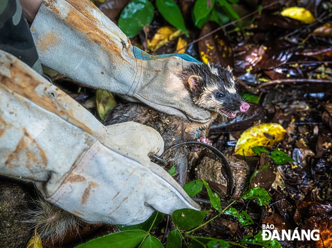 The process of removing the trap is very careful in order to limit damage to the mink