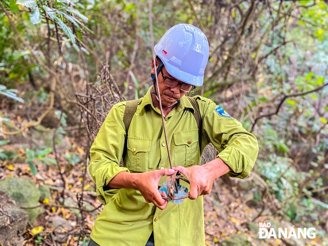 A forest ranger removing animal traps in the Son Tra Peninsula