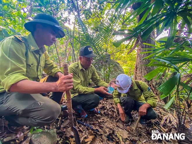 The Son Tra-Ngu Hanh Son Forest Ranger Division conducts regular patrols to detect and remove animal traps 2-3 days a week