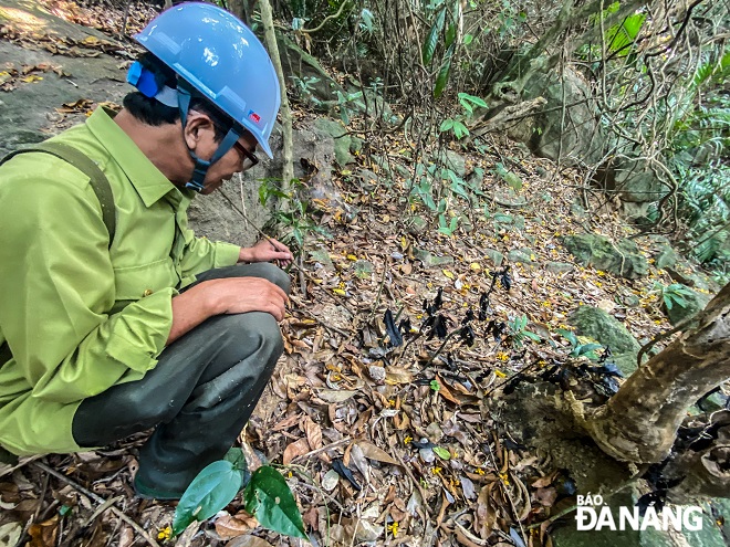 Not only wild animals, humans are also very susceptible to being trapped by their feet because traps are placed very carefully under dry leaves.