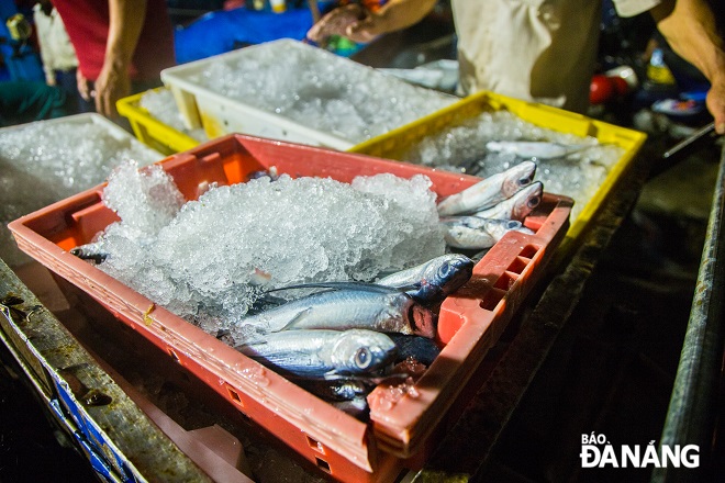 At the Tho Quang Fishing Wharf, flying fish are sold at the prices of VND60,000-VND70,000 per kilo. According to fishermen, the size of flying fish this year is much larger than in that in previous years.