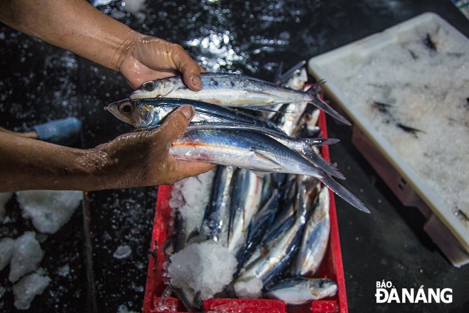 According to Mr. Le Van Ninh, captain of fishing vessel DNA 900.72, this year's output of flying fish his boat caught is more abundant than last year's.