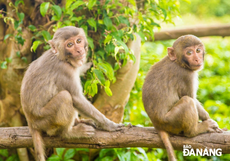 Monkeys, brown-shanked douc langurs and many other wild animals living in the Son Tra Peninsula have been jointly protected by the municipal authorities and local people.