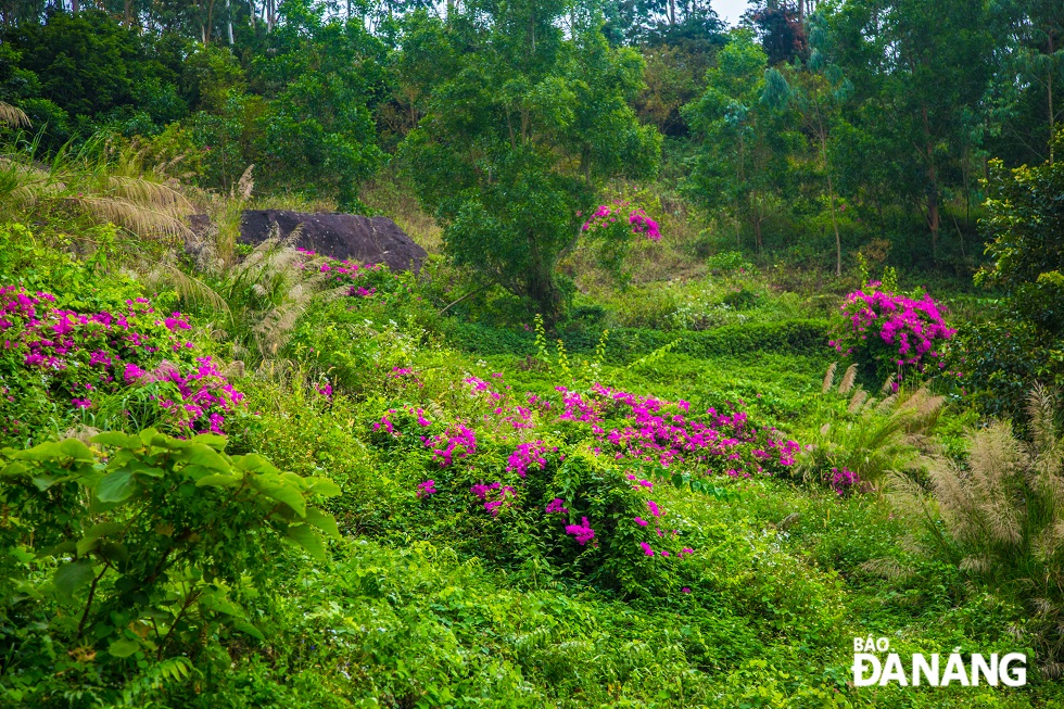 In these days, bougainvillea blooms all over Son Tra Peninsula.