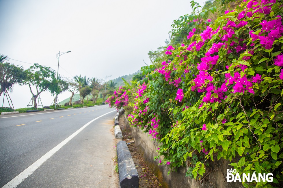 The blooming of pink bougainvillea makes roads leading to the peninsula more brilliant