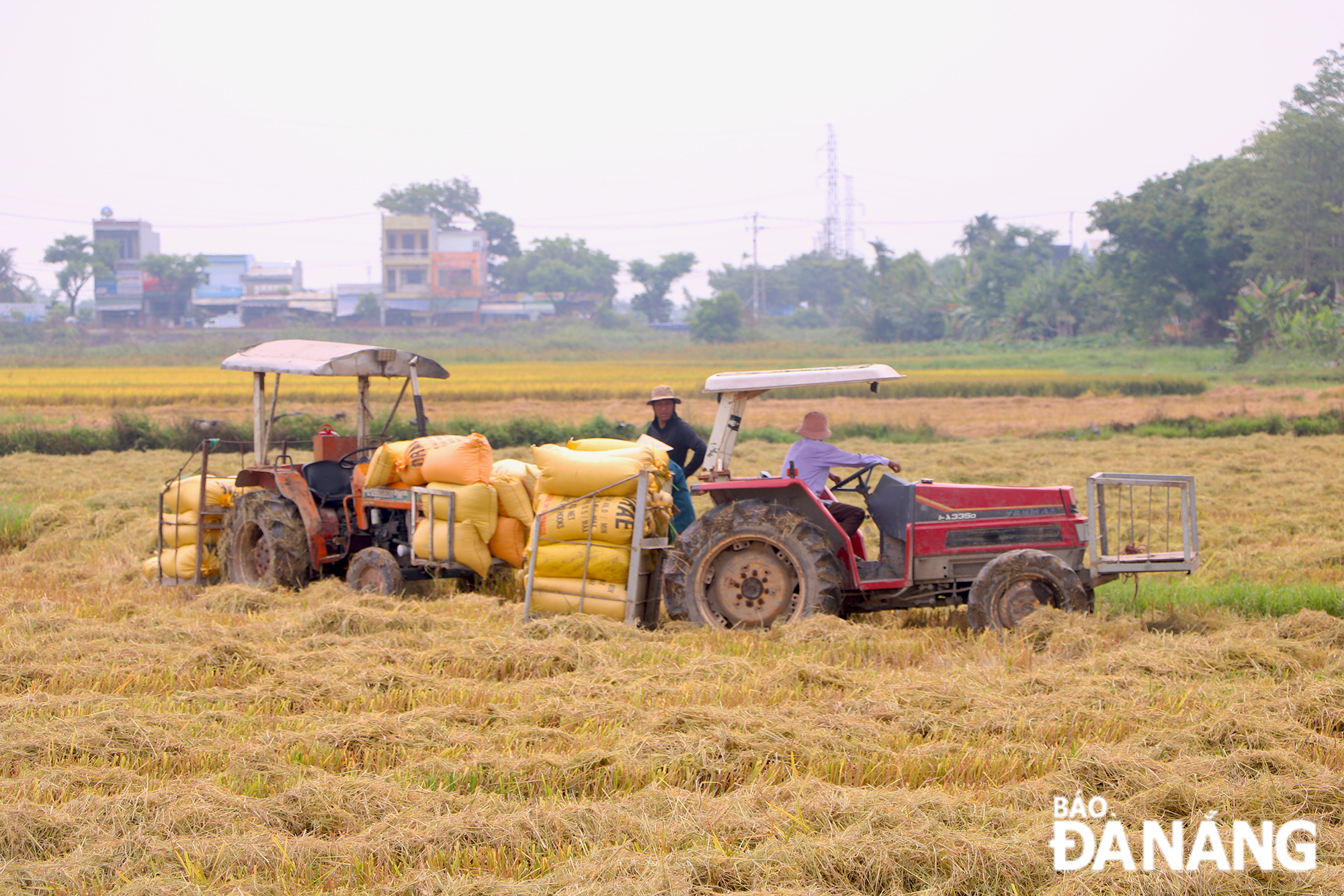 Mặc dù đầu vụ có mưa và lạnh nhưng tình hình phát triển của lúa đông xuân vẫn ổn định và đạt hiệu quả. Ảnh: VĂN HOÀNG