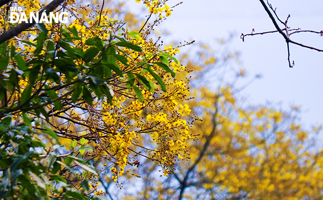 Hoa của cây lim xẹt (hay còn gọi là điệp, muồng kim phượng, phượng vàng), thường nở vào giữa tháng 3 và kéo dài đến tháng 6 hằng năm.