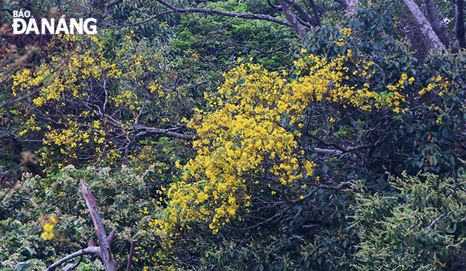 Lim xẹt là loài cây thân gỗ, phân bổ chủ yếu ở khu vực miền Trung và Nam Bộ.