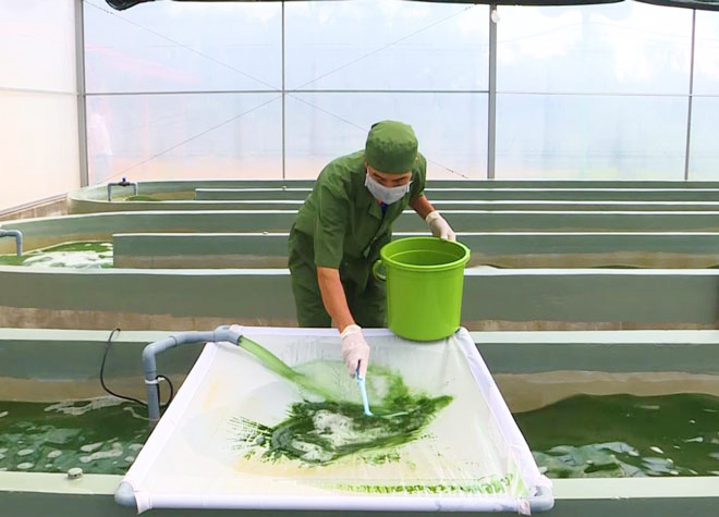 The water environment at the Van Tuong Cooperative, as assessed by experts, is as suitable for cultivating and caring for spirulina. Photo courtesy of the Van Tuong Cooperative