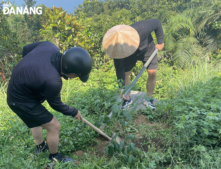 In addition to garbage collection, volunteers planted purple linden and phoenix trees at the Vong Canh Hill. Photo: THU HA