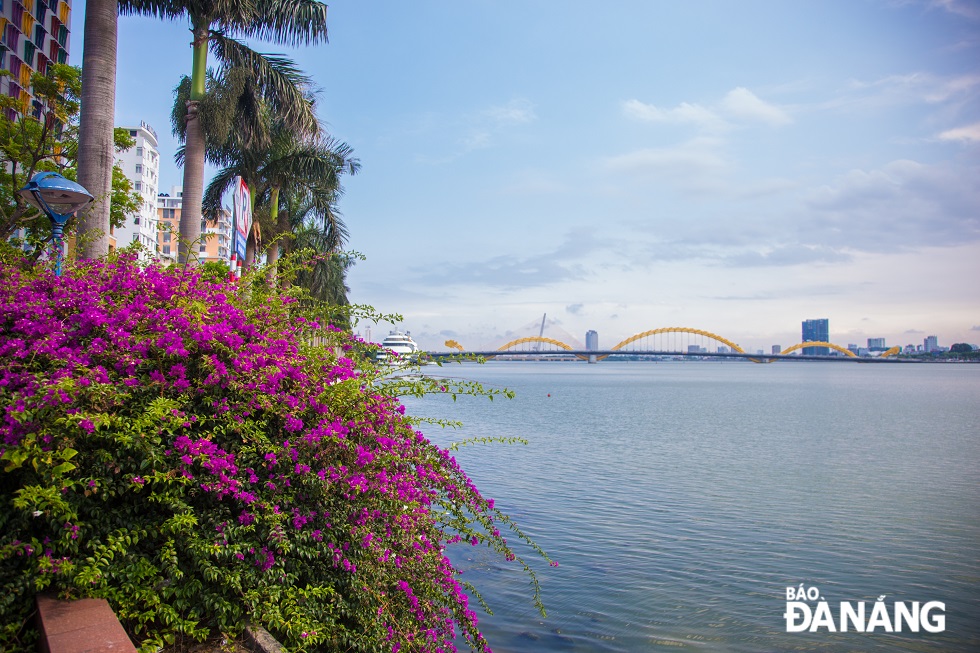 Nestled along the eastern bank of the iconic Han River, bougainvillea flowers are blooming pink. 