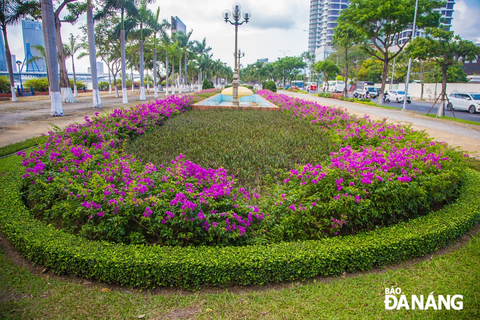 Bougainvillea flowers are in full bloom around every corner, creating dreamlike scenes across the city.