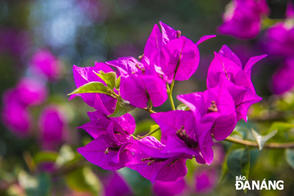 Bougainvillea flowers have bright colours mixed with a little tenderness in deep purple