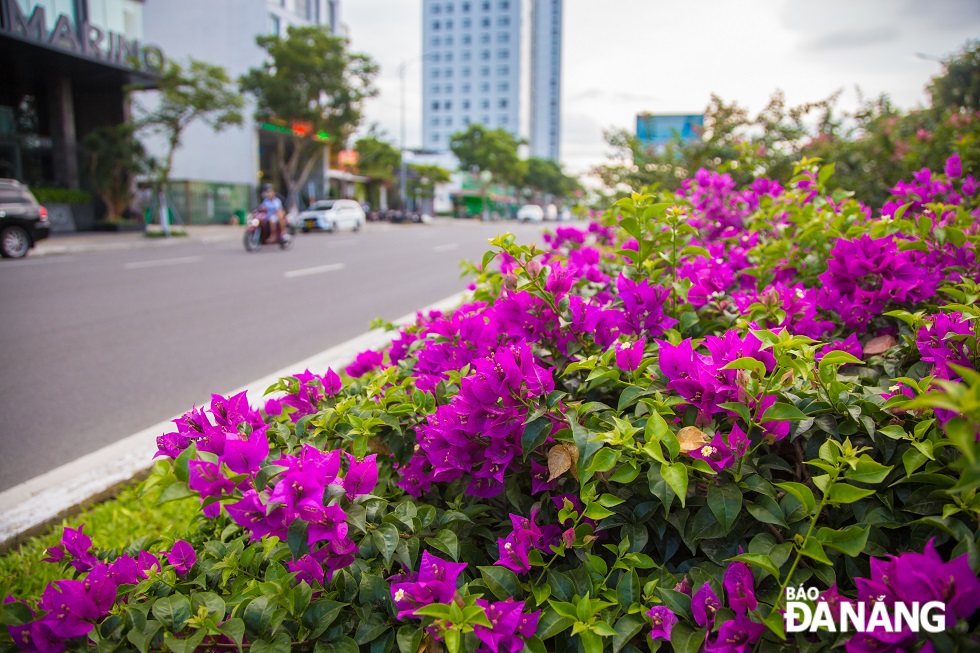 Picturesque bougainvilleas brilliantly bloom along Da Nang streets