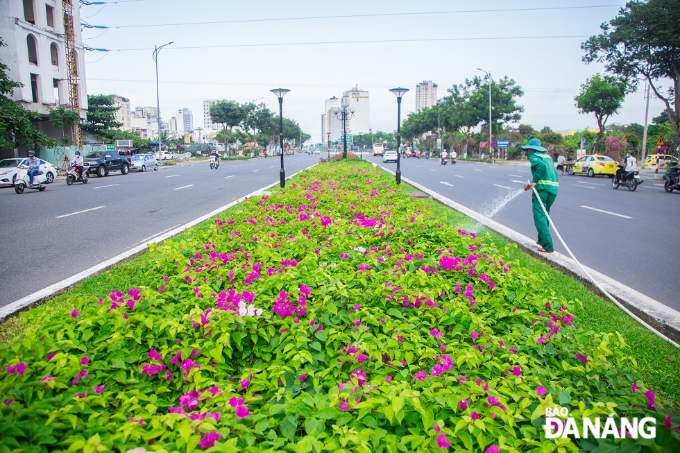 Bougainvillea likes it dry. Give a bougainvillea too much water and it can get fungal diseases and root rot. Bougainvillea blooms better when kept on the dry side.