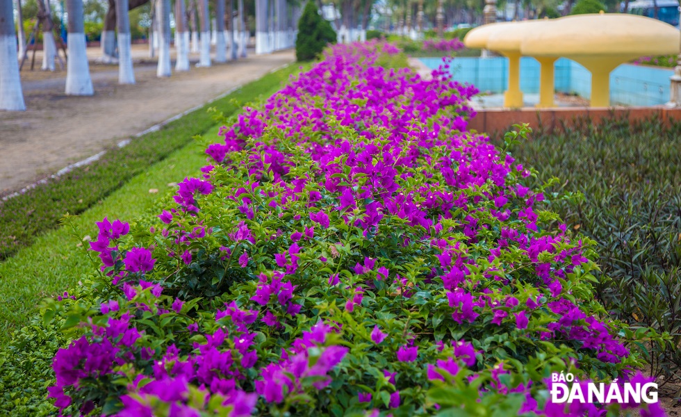 The bougainvillea flowers bloom all over the city