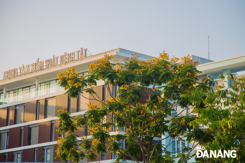 In addition to bougainvillea, Sua flowers, scientifically known as Dalbergia tonkinensis, are blooming all over the city streets.