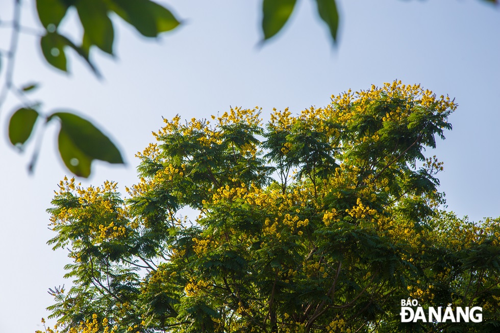 Blossoming Sua flowers at the March 29 Park and Asia Park, and on Ho Nghinh and Le Dinh Ly streets