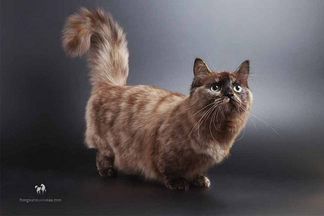 Mèo Ba Tư chân ngắn.