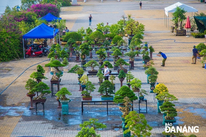 Hàng trăm cây bonsai, cây hải châu, mai, đào, đến những cây trúc giản dị, gần gũi với đời sống người dân Việt Nam được trưng bày ngay dưới chân cầu Sông Hàn.