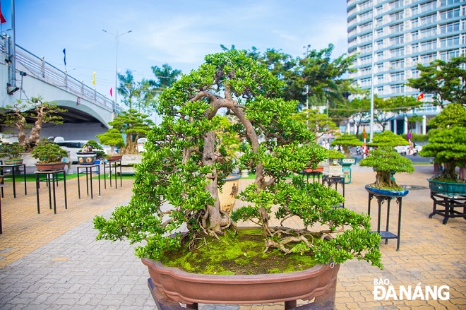 According to the bonsai players, the 'Hai Chau' (scientifically known as Scolopia Nana) tree is very expensive
