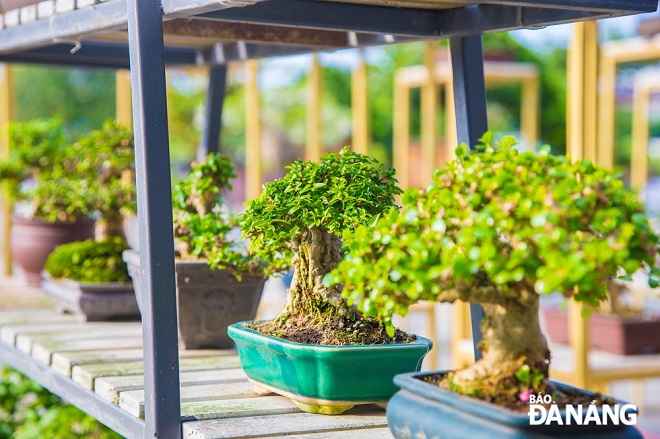 Bonsai trees are displayed in an eye-catching way by members of the municipal Bonsai Association