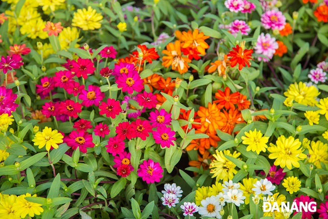  A variety of flowers such as roses, rough daisies and buckwheat flowers are decorated impressively.