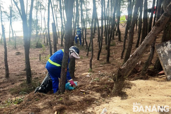 Các công nhân cũng vệ sinh, thu gom rác vương vãi trong rừng dương ở phường Hòa Hiệp Nam, quận Liên Chiểu.