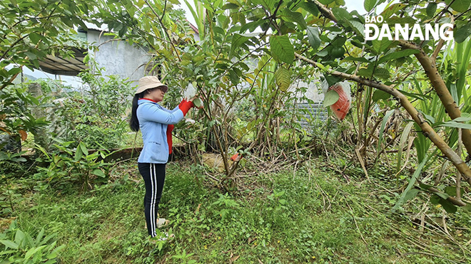 Phát triển nông nghiệp tại huyện Hòa Vang.