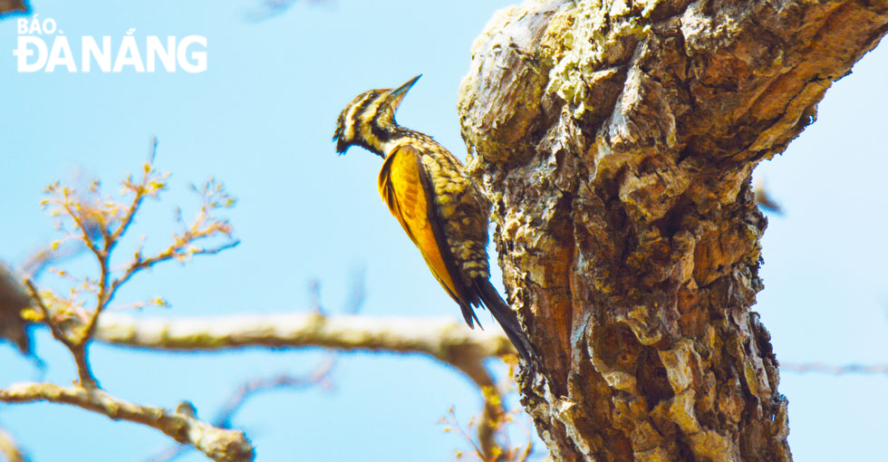 Rừng Yok Đôn là nơi quần cư của rất nhiều loài chim gõ kiến. Khi cây trút lá, việc quan sát các loài chim trong tự nhiên rất dễ. Vì thế vào mùa khô, rất nhiều người về đây để được ngắm các loài chim trong thiên nhiên hoang dã.	
