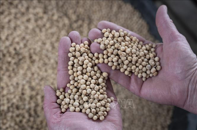 Nông dân thu hoạch đậu tương tại trang trại ở Scribber, bang Nebraska, Mỹ. Ảnh: AFP/TTXVN