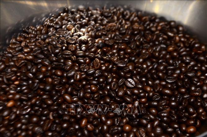 Tổ chức Cà phê Quốc tế (ICO) cho biết xuất khẩu cà phê toàn cầu trong 6 tháng đầu niên vụ 2022/2023 chỉ đạt 62,30 triệu bao, giảm 6,4 % so với cùng kỳ niên vụ trước. Ảnh minh họa: TTXVN