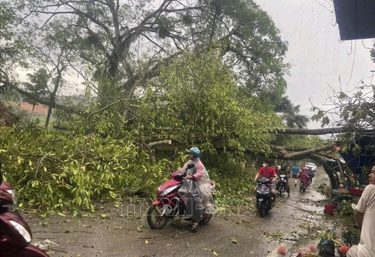 Trees were broken at many places in Lam Binh District, Tuyen Quang Province as thunderstorms accompanied by strong winds and heavy rainfall battered this area. Photo: VNA.