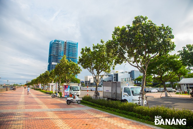 A row of tamanu trees along