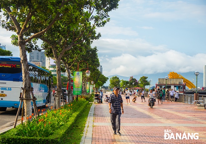 It can be seen that such trees are a very suitable for providing shade on riverside roads or canals in the city.