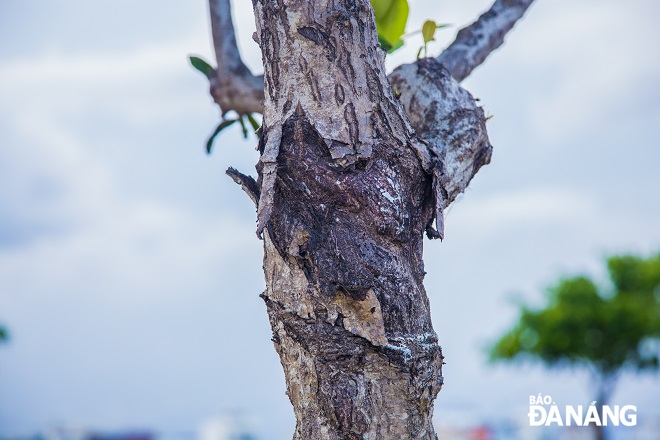 Stems of tamanu trees contain a pale green resin which is also used for medicinal purpose.