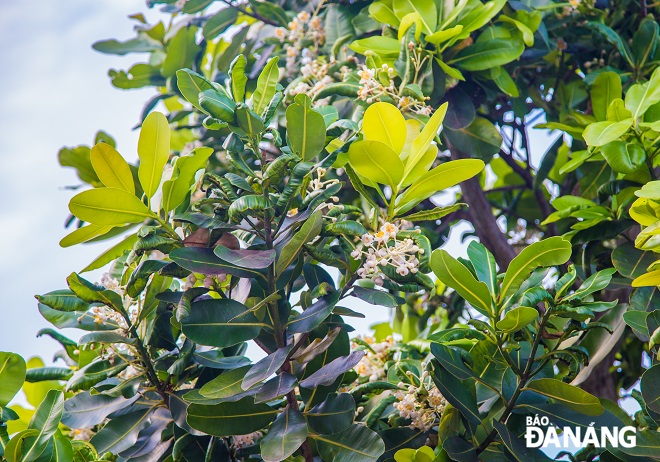 In recent days, tamanu flowers are blooming all over the streets of Bach Dang, Hoang Sa and Vo Nguyen Giap, creating a beautiful landscape in the eyes of locals and tourists to Da Nang.