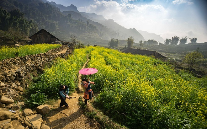 Sa Pa in the season of canola flowers.