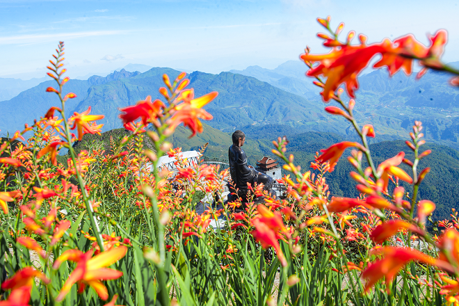 The crocosmia flowers field in Sun World Fansipan Legend.